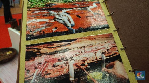 Mengintip Bisnis Kayu Rusak yang Beromzet Rp 10 Juta/Bulan