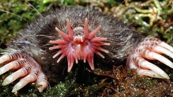 Star-nosed mole. Foto: via Bored Panda