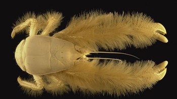 Kepiting yeti. Foto: via Bored Panda