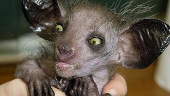Aye-aye. Foto: via Bored Panda