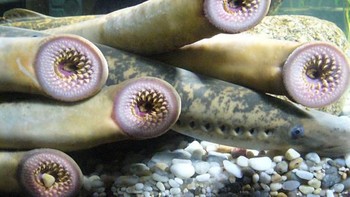 Lamprey. Foto: via Bored Panda
