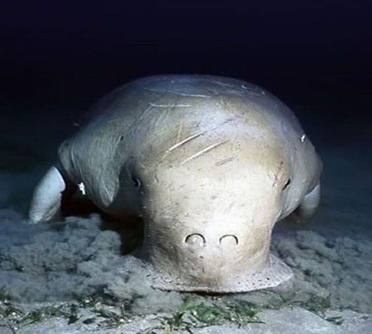 Самые таинственные животные. Дюгонь морская корова. Дюгонь морская Дева. Дюгонь Dugong dugon. Самые странные животные.