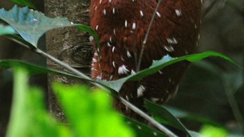 Sunda colugo. Foto: via Bored Panda