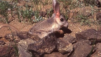Gobi jerboa. Foto: via Bored Panda