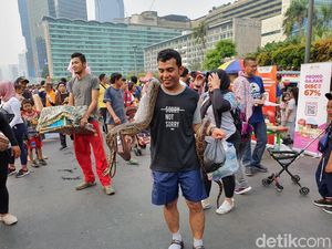 Warga Ini Bawa Ular Piton Burma ke CFD Bundaran HI