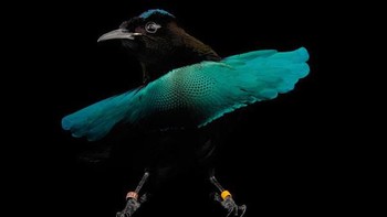 Super bird of paradise. Foto: via Bored Panda