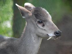 Potret Hewan Aneh dan Langka yang Mungkin Kalian Belum Tahu