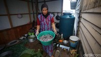 Cumi yang akan dibuat kerupuk dikumpulkan di sebuah wadah.