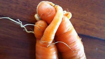Wortel yang terlihat seperti dua orang berpelukan. Foto: via Bored Panda