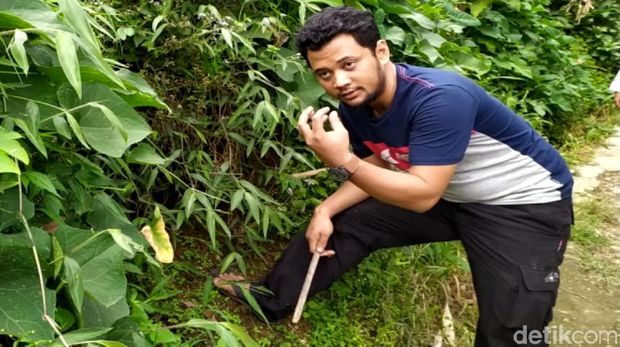 Panji Petualang Buru Ular yang Tewaskan Suami-Istri di Cianjur