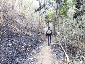 Kisah Hutan Larangan di Cimahi, Orang Tak Bisa Sembarang Masuk