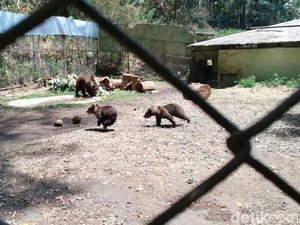 Beruang Coklat Joy di Taman Safari Prigen Lahirkan Dua Anakan Menggemaskan