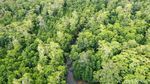 Serunya Menyusuri Hutan Bakau Rumadian Maluku Tenggara