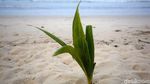 Berkunjung ke Pantai Tanjung di Pulau Terdepan Indonesia