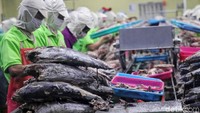 Sejumlah pekerja sedang mengolah ikan di Pelabuhan Perikanan Samudera (PPS) Nizam Zachman saat ditinjau oleh Edhy Prabowo.