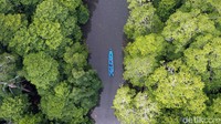 Pengunjung menyusuri hutan bakau di Desa Rumadian menggunakan perahu motor.