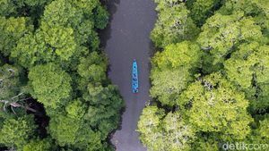 Serunya Menyusuri Hutan Bakau Rumadian Maluku Tenggara