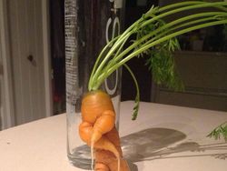 Kumpulan Foto Sayuran dan Buah Bentuknya Ajaib