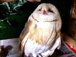 Kumpulan Foto Sayuran dan Buah Bentuknya Ajaib