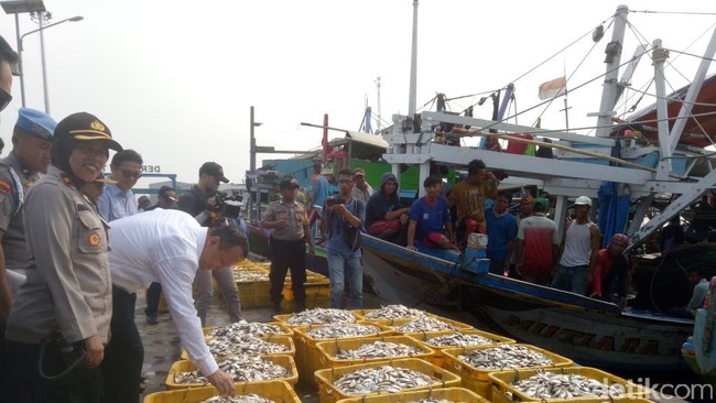 RI Punya Ikan Pesaing Salmon, Diekspor hingga ke Australia