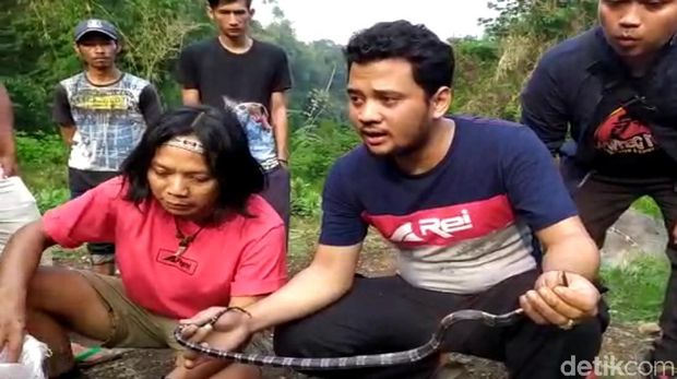 Panji Petualang ikut memburu ular yang mematuk pasutri itu.