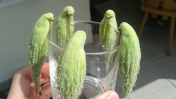 Buah untuk hiasan gelas ini terlihat seperti burung. Foto: via Bored Panda