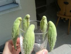 Kumpulan Foto Sayuran dan Buah Bentuknya Ajaib