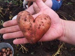 Kumpulan Foto Sayuran dan Buah Bentuknya Ajaib