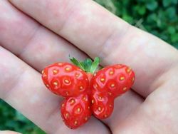 Kumpulan Foto Sayuran dan Buah Bentuknya Ajaib