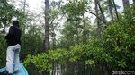Serunya Menyusuri Hutan Bakau Rumadian Maluku Tenggara