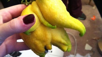 Lemon berbentuk anak gajah. Foto: via Bored Panda