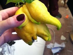 Kumpulan Foto Sayuran dan Buah Bentuknya Ajaib