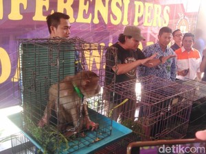 Polda Jabar Tangkap Penjual Hewan Langka via Medsos