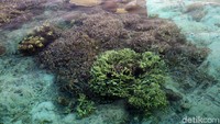 Terumbu karang di pulau ini masih terawat dengan baik.