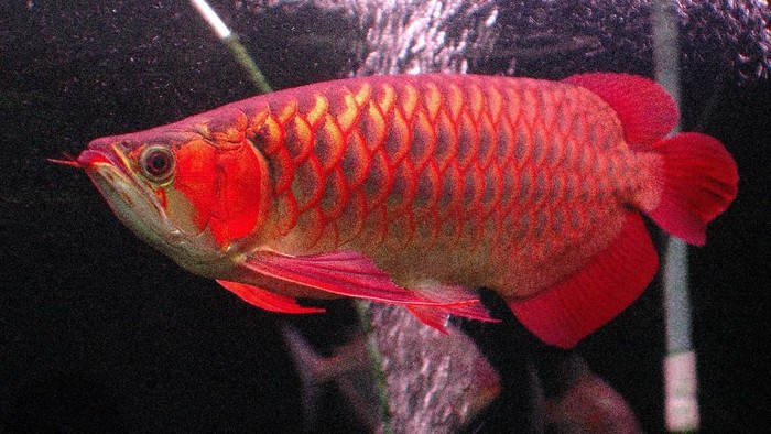 Ikan Arwana Sushi