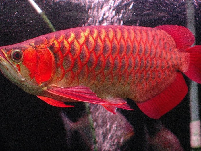 Foto: Istimewa/10 Jenis Ikan Hias Populer yang Mudah Dipelihara