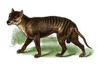 Gambaran harimau tasmania