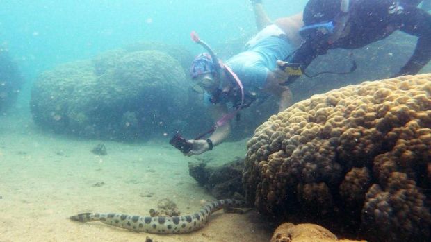 Sekelompok Nenek Bantu Peneliti Temukan Ular Laut Mematikan