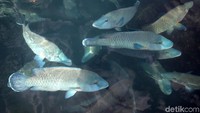 Ikan napoleon jadi salah satu andalan di Kabupaten Natuna, kepulauan Riau. Ikan ini pun bahkan sudah di ekspor hingga ke luar negeri lho.