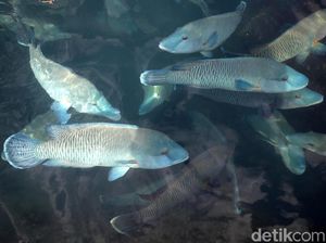 Melihat Budidaya Ikan Napoleon di Natuna