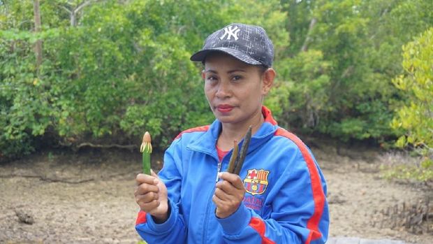 Di Maluku, Buah Bakau Beracun Bisa Jadi Snack Enak! Kok Bisa?