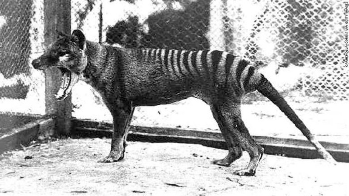 Harimau Tasmania