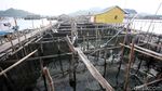 Meraup Cuan Lewat Bisnis Lobster di Perbatasan