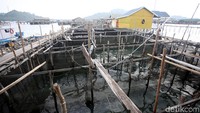 Pulau Sedanau terkenal dengan budidaya ikan kerapu, napoleon, dan lobster.