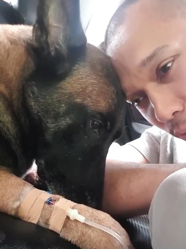 Ini yang Terjadi Sebelum Sparta, Anjing Bima Aryo Mati
