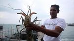 Meraup Cuan Lewat Bisnis Lobster di Perbatasan
