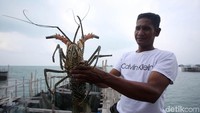 Harganya yang tinggi itu membuat tak sedikit warga yang tergiur untuk mengembangkan bisnis penjualan lobster.