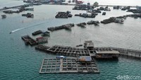 Menurut Welli, merawat ikan napoleon susah-susah gampang. Pasalnya tak hanya memberi makan, ikan-ikan napoleon tersebut juga harus dirawat kebersihannya karena jika tak dirawat ikan-ikan tersebut dapat berisiko terkena jamur di tubuhnya.