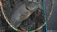 Selama proses budidaya ikan napoleon tersebut, Welli hanya memelihara bibit napoleon hingga layak jual. Jika bobot ikan tersebut telah lebih dari 3 kg, ikan napoleon tersebut akan dilepas kembali ke laut untuk berkembang biak.