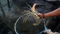 Kabupaten Natuna di Kepulauan Riau terkenal dengan kekayaan lautnya yang melimpah. Salah satu hasil laut andalan di Natuna adalah lobster.